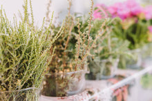 Load image into Gallery viewer, Cape Town Fynbos Experience® Ticket
