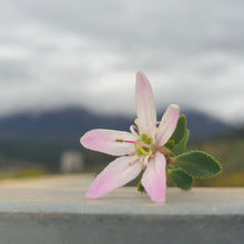 Load image into Gallery viewer, Dried Flowers - Buchu

